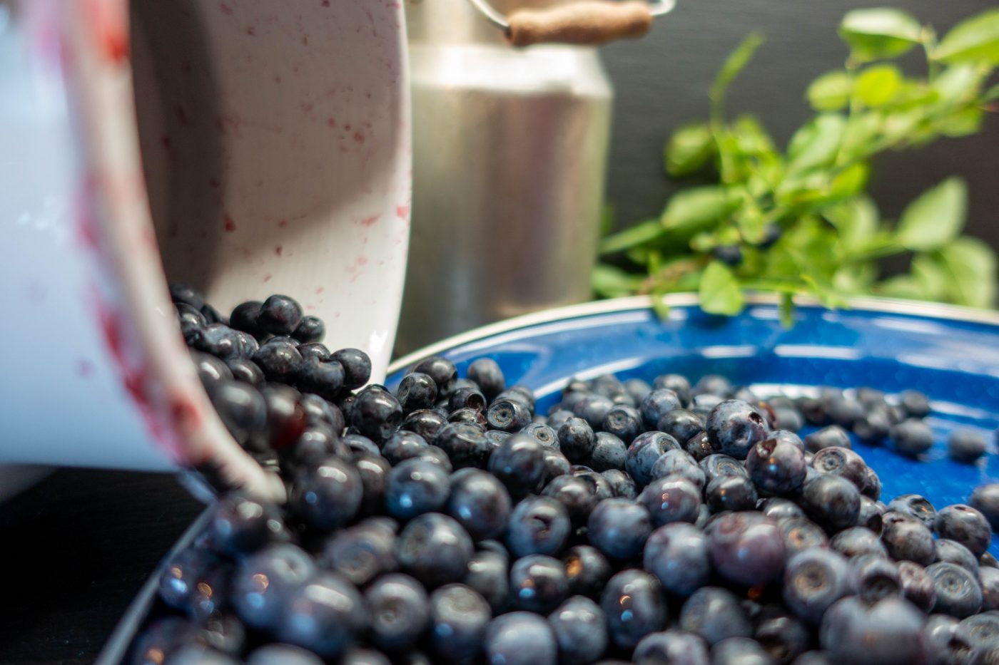 Picking blueberries - a heavenly pleasure